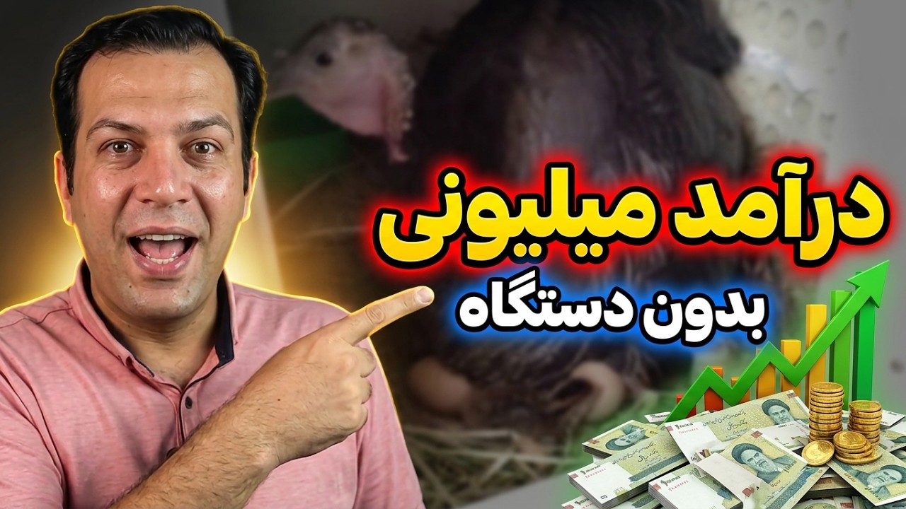 سود جوجه کشی طبیعی چقدر است , سود جوجه کشی با بوقلمون حمال