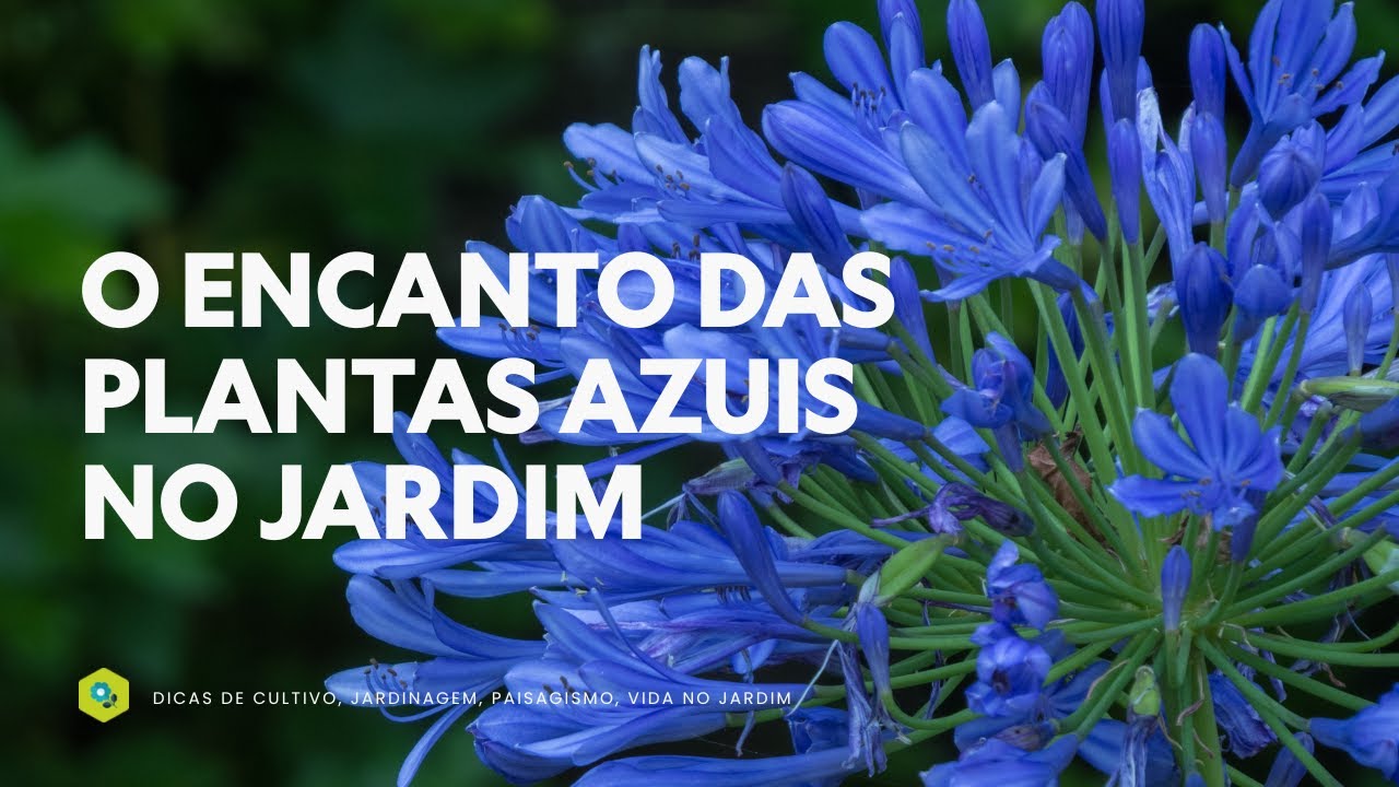O Encanto das Plantas Azuis no Jardim