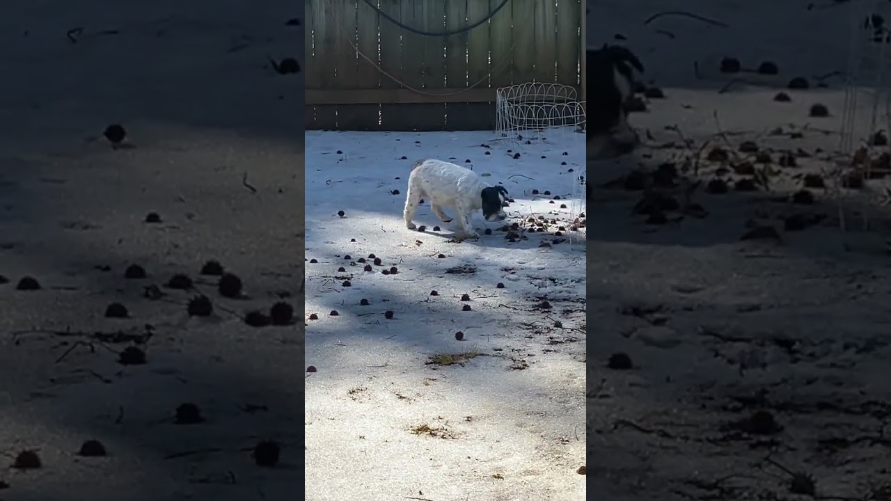Backyard ice rink. #puppers #nugget vs ice 