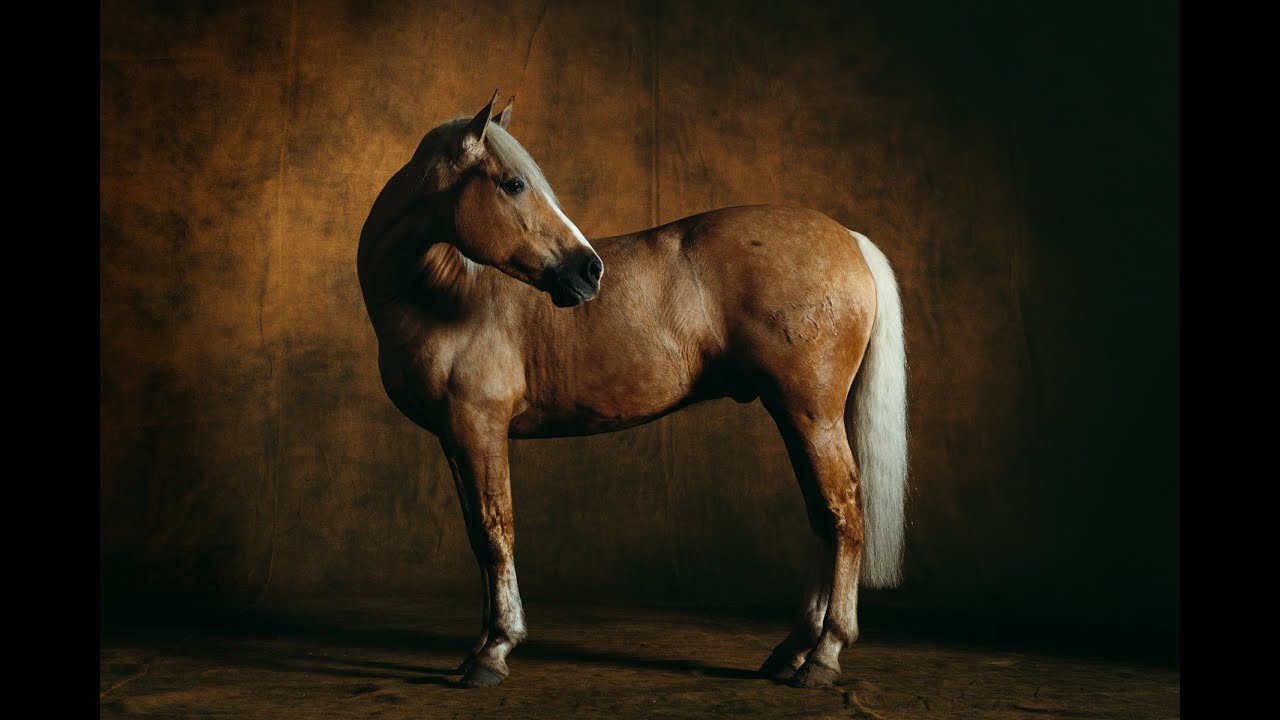 Viva La Vida||Equestrian Music Video||