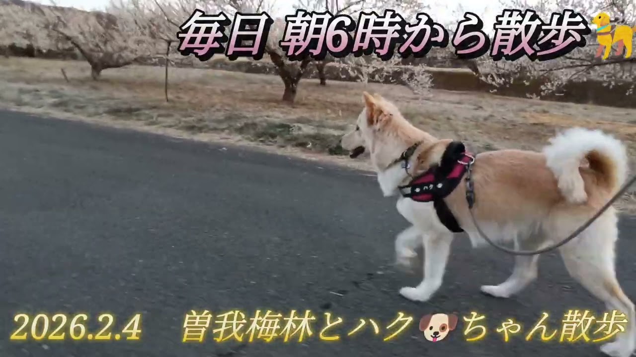 【ハクちゃん🐶動画】曽我梅林🌸と早朝散歩🦮