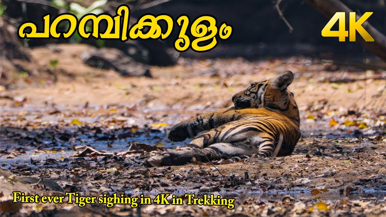 ട്രെക്കിങ്ങിനിടയിൽ കടുവ !!! 4K