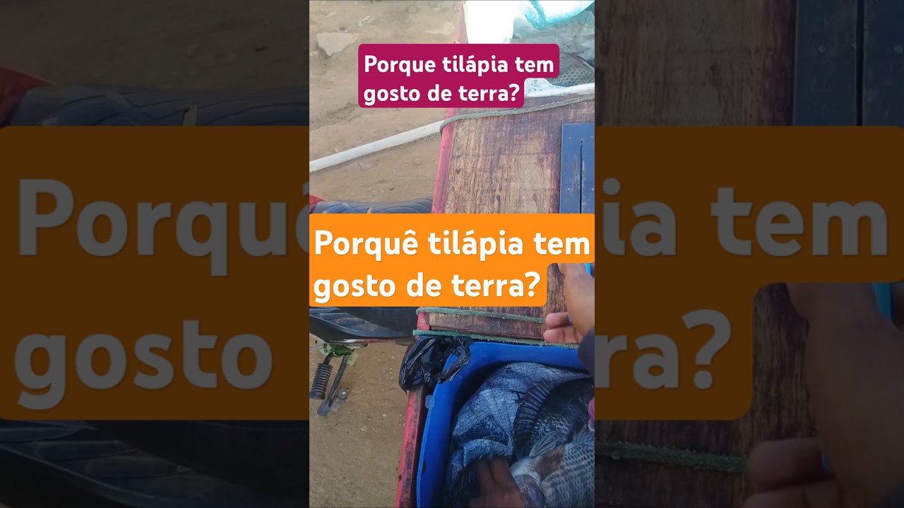 Porque a til&aacute;pia tem gosto de terra? #pesca #tilapias #peixes #viraliza