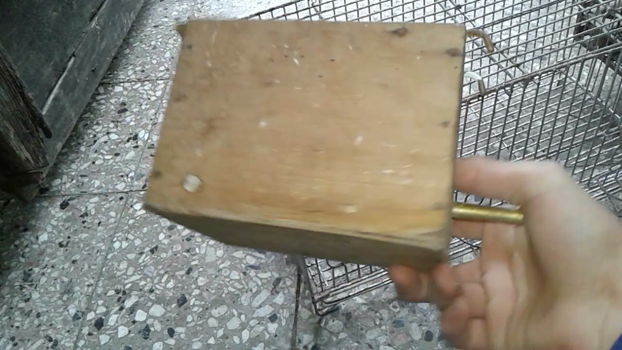 Como sacar cria de jilguero argentino.