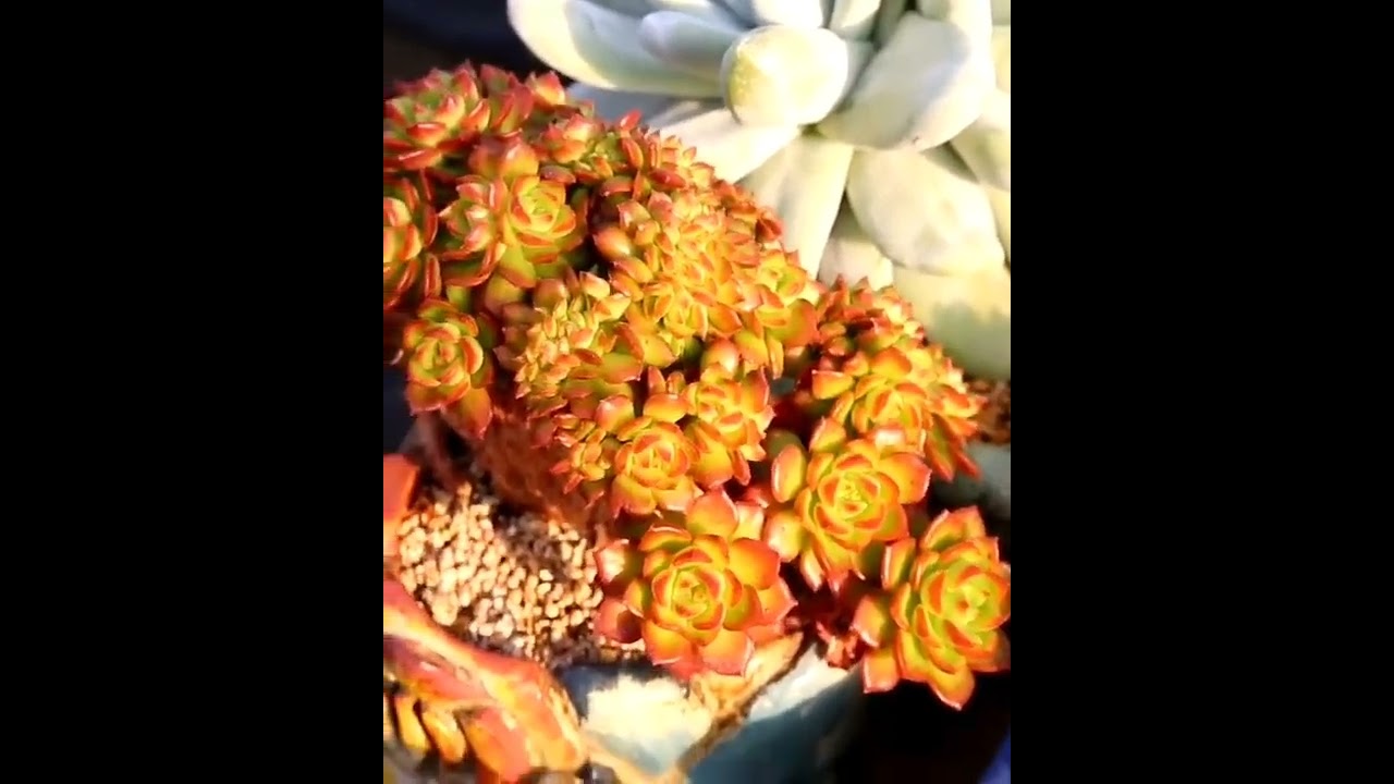 Bom Dia Com Essas Suculentas Maravilhosas #shorts #shortvideo