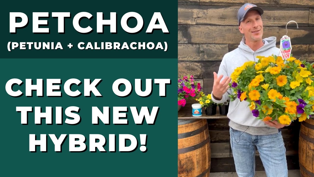 PETCHOAS - Check Out This New Hybrid of Petunia & Calibrachoa (million bells)