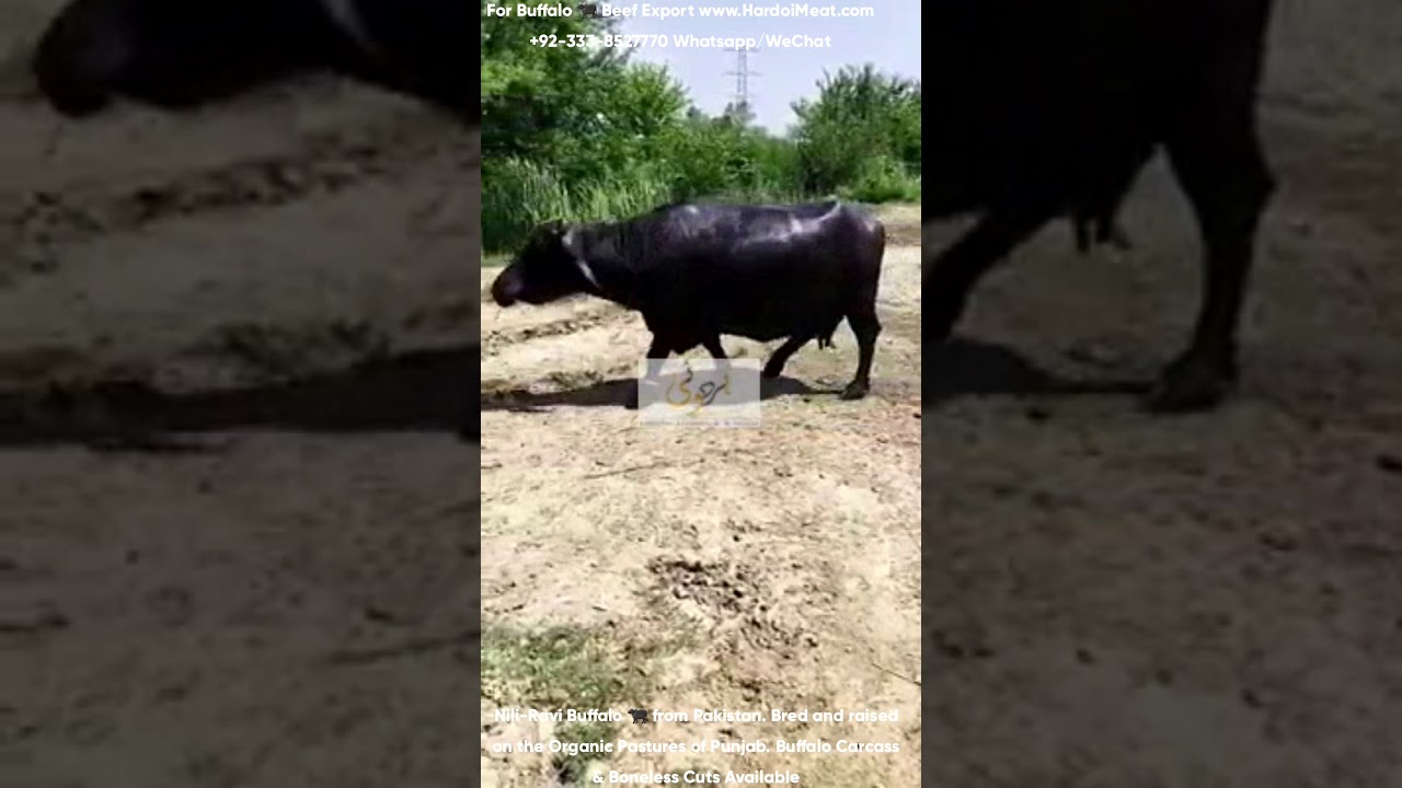 Buffalo Beef 🐃 Export from Pakistan