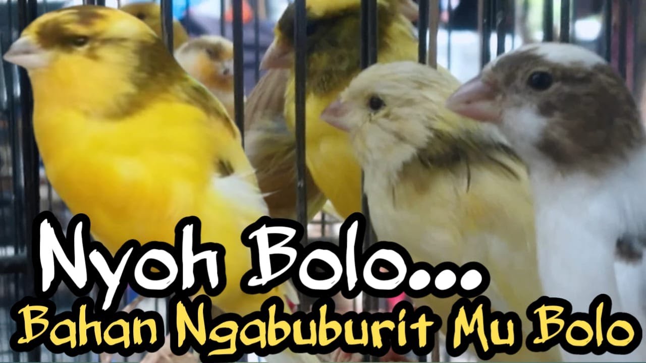PASAR PLEMBON❗CEK Harga Kenari Bahan Ngabuburit Mu BOLO