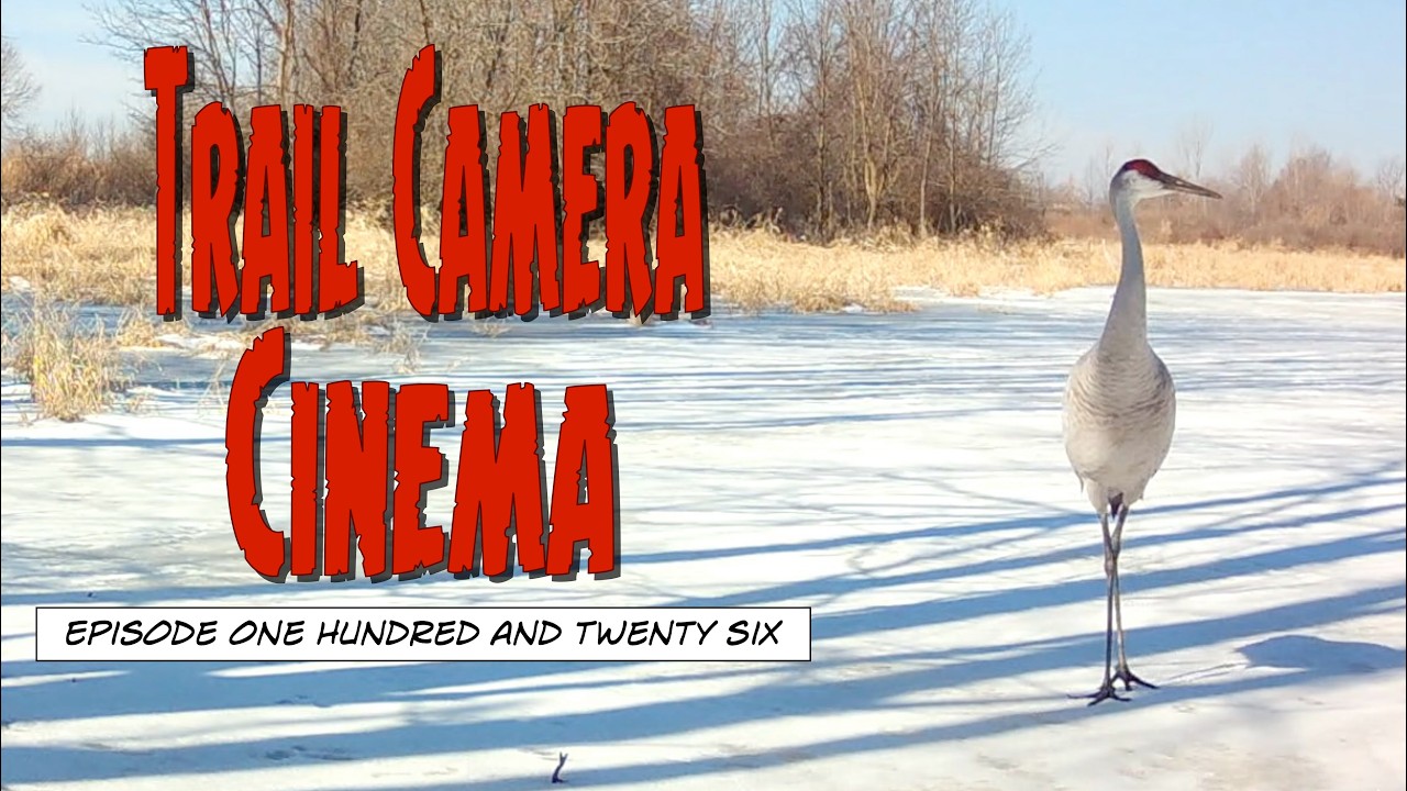 Winter Retreats? Or Not...  - Trail Camera Cinema (EP126)