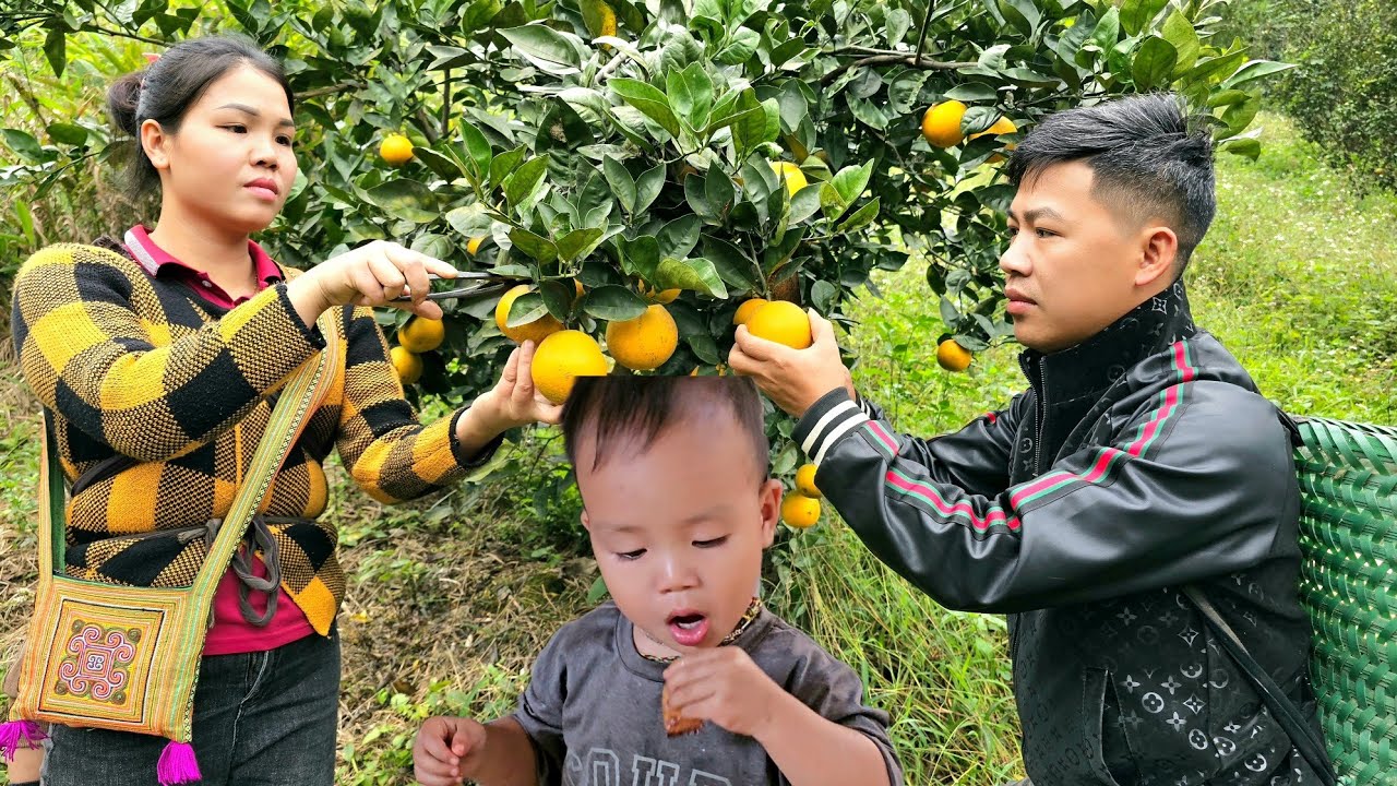 Harvest oranges goes to the market sell - farm, live with nature | Hà Tòn Chài