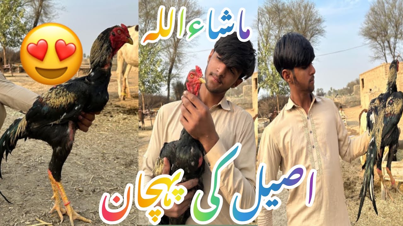 Mashallah aseel murga#sarika #vlog #shortvideo #minivlog #viral #villagelife #birds 