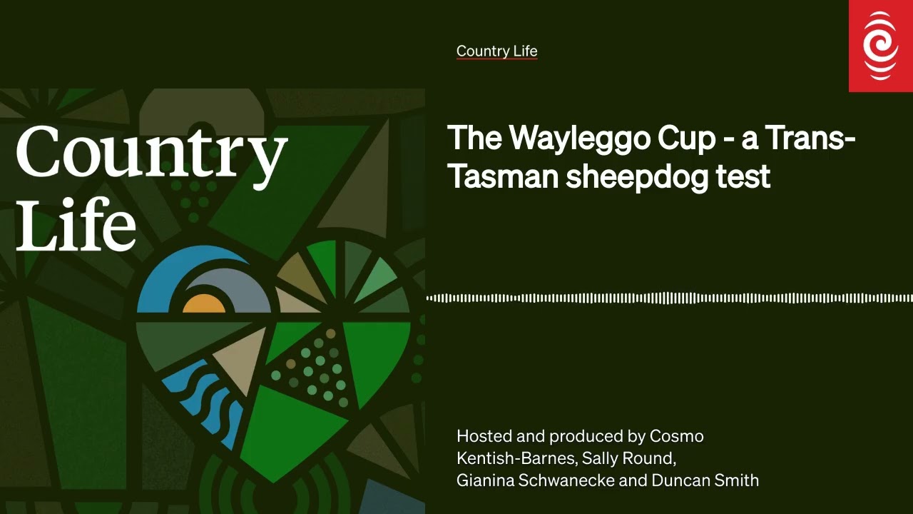The Wayleggo Cup - a Trans-Tasman sheepdog test | Country Life