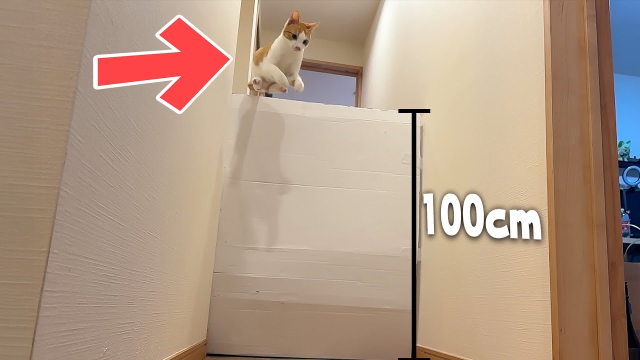 生後半年の子猫の身体能力がやばすぎました。