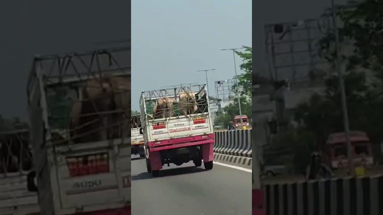Cow Smugglers active in Odisha openly smuggling Cows in BJP Government