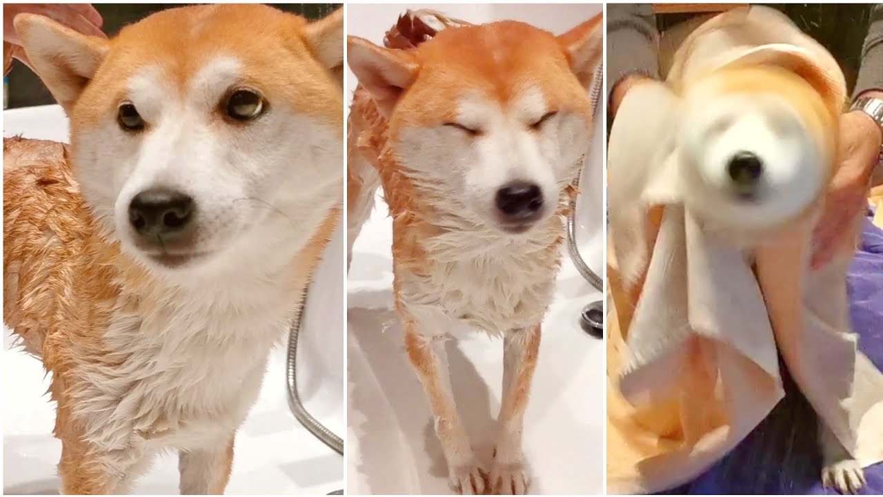 BATHING SUKI! - STEP BY STEP DOG GROOMING