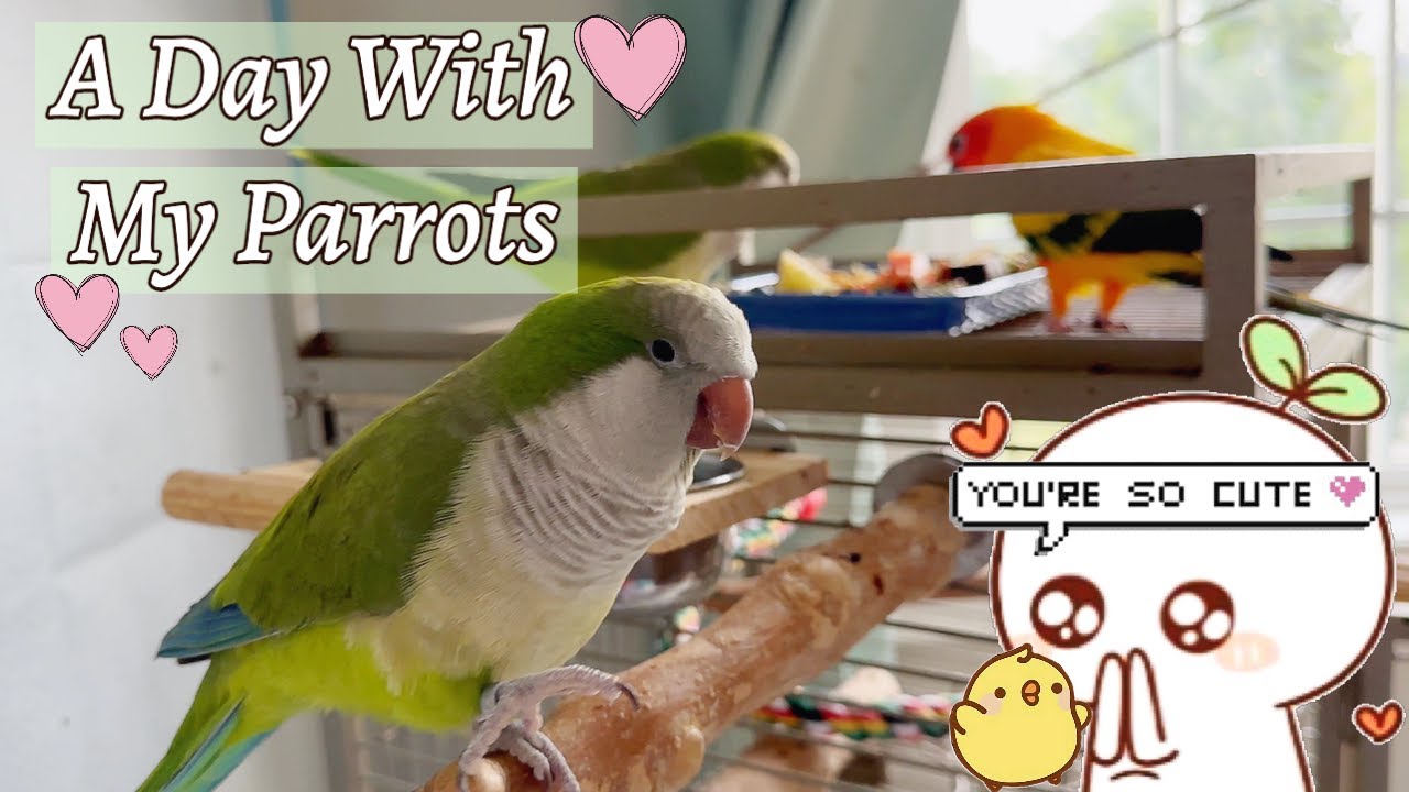 Realistic Day With My 3 Parrots | VLOG