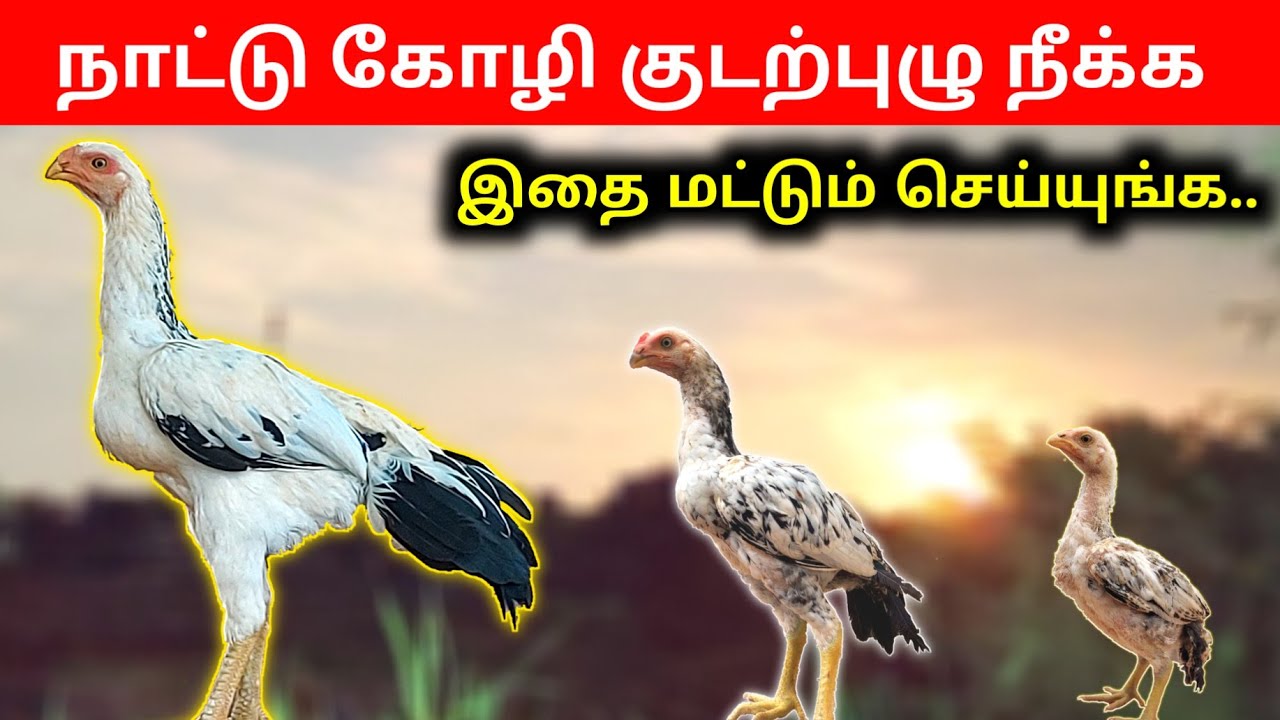 கோழி குடல்புழு நீங்க இத செய்யுங்க.. Deworming of chickens | koli valarpu