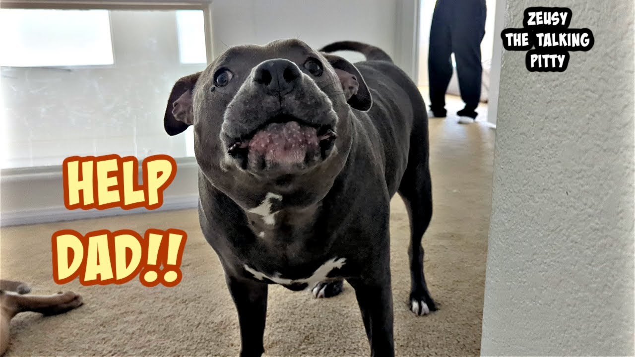 Talking Pitbull Begs Dad To Help Him Get His Toy Back!