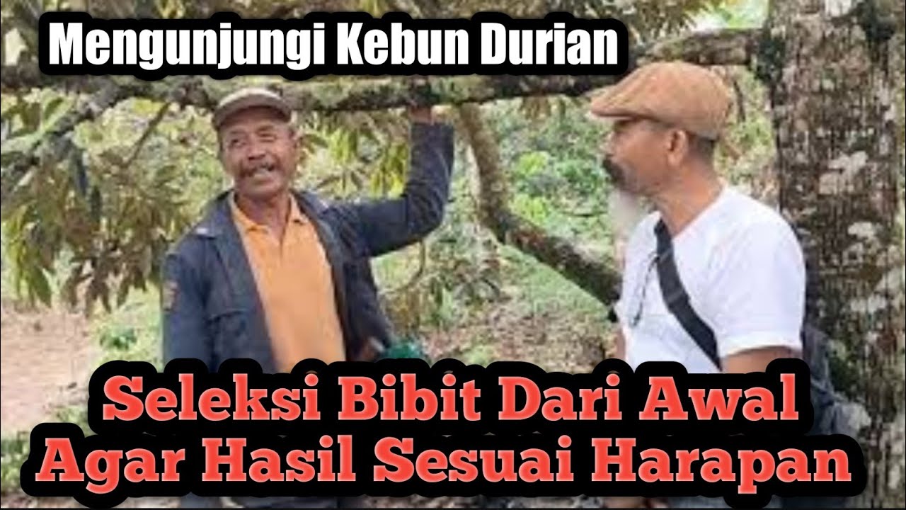 Mengunjungi Kebun Durian, Antisipasi Bibit Sebelum Tanam #durian