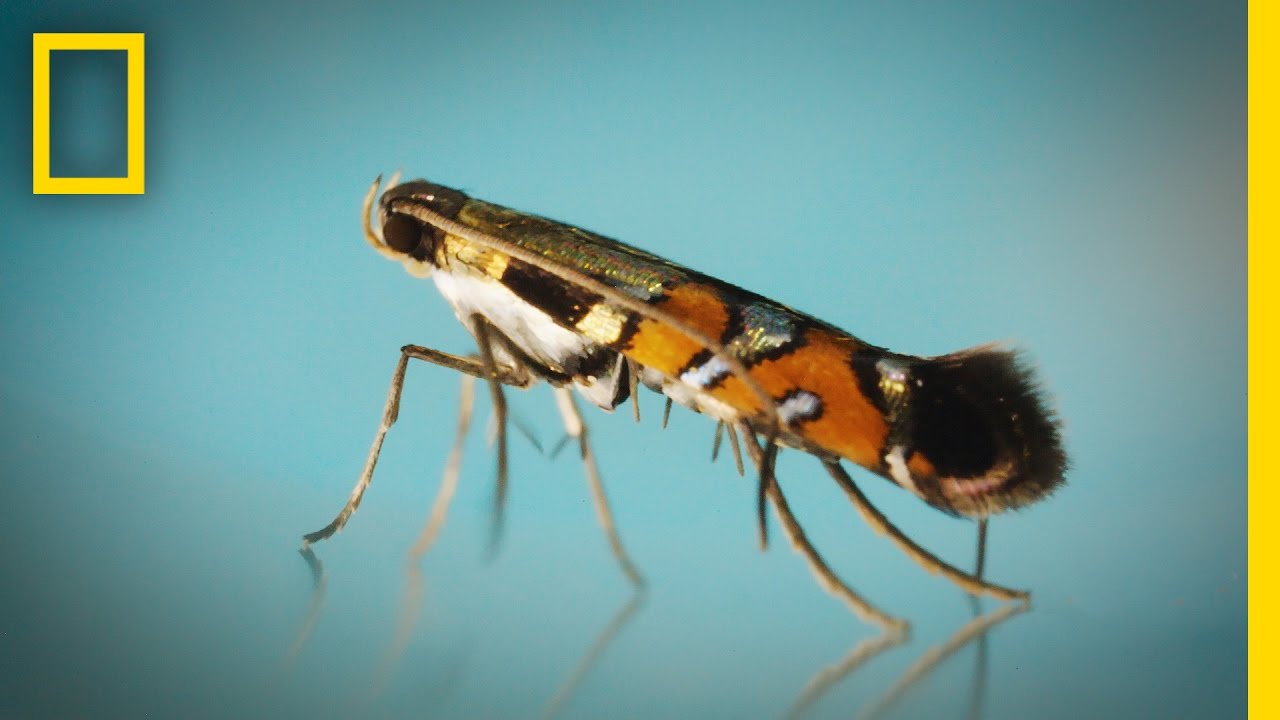 These Tiny, Stunning Moths Are Only Found in One Place on Earth | National Geographic