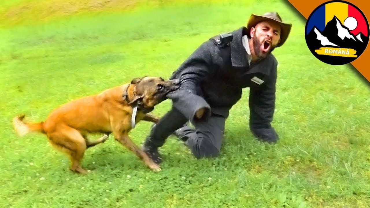 Atacul unui câine K9! Mușcătură crudă! Testarea câinelui de luptă! Brave Wilderness Română