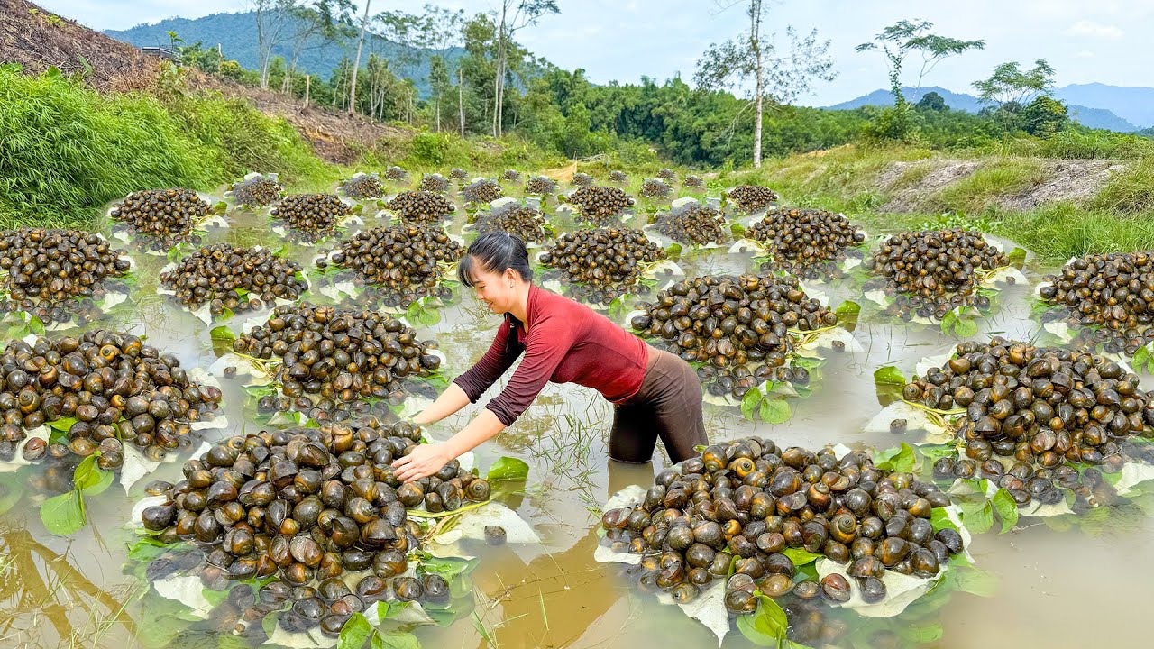 Use 3-Wheeled Truck To Overcome Difficult Roads Catching A Lot Of Big Snails Go To Market Sell