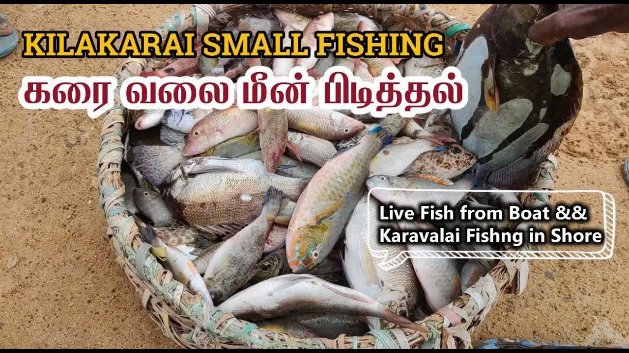 Kilakarai Karavalai | Kilakarai Fish Market | Kilakarai Fishing | Live Fish From Boat Kilakarai