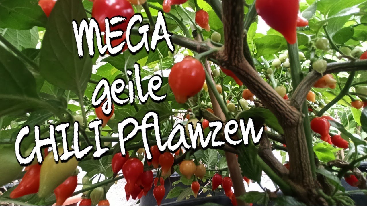 MEGA geile CHILI Pflanzen - Mitte Oktober 2021 - Chilis 2021 #27 // Gartenschlau.com