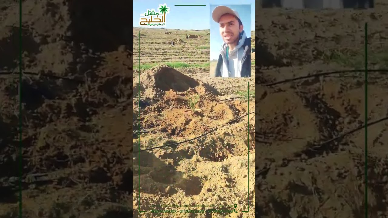 زراعة أنسجة النخيل البرحي بواسطة - مشتل الخليج - في وادي النطرون.