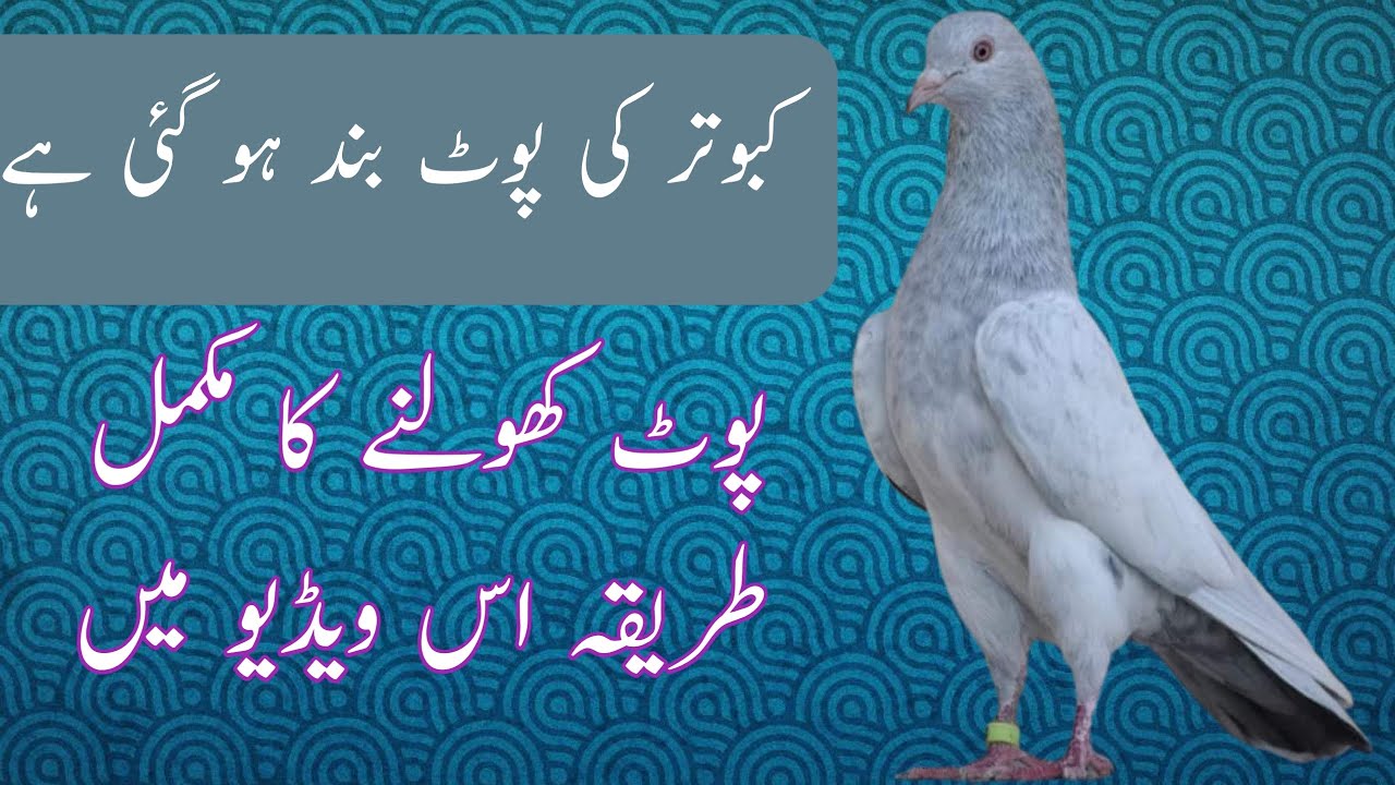 Treatment of pigeon droppings | کبوتر کی پوٹ بند کا علاج