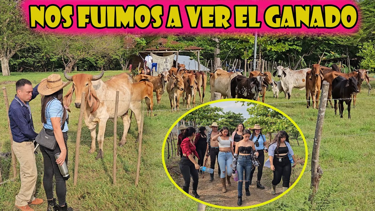 Nos fuimos a ver el ganado que tenemos.