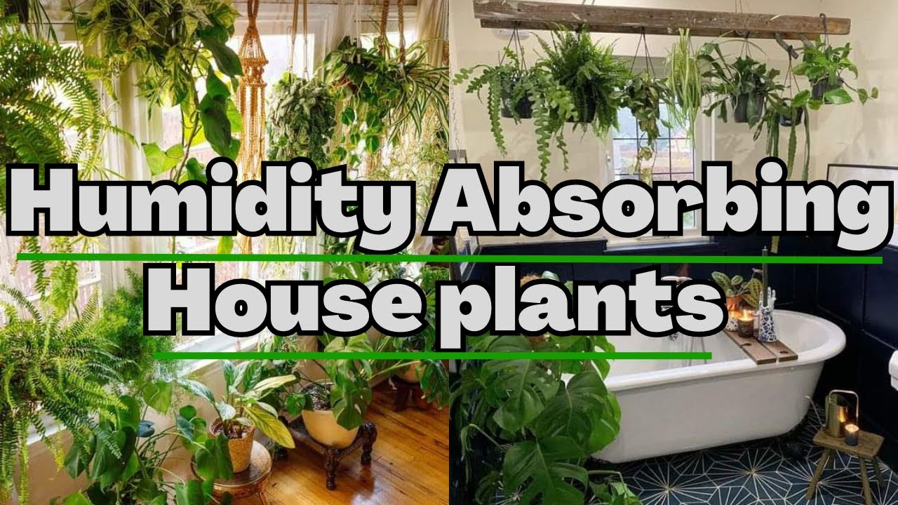 Humidity Absorbing plants that can cool your house in summer | Indoor plants that provide fresh air