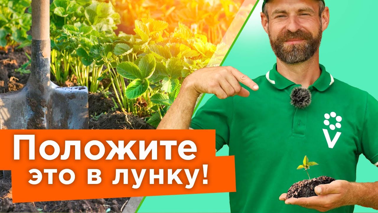 КЛУБНИКА ДАСТ ОГРОМНЫЙ УРОЖАЙ ДАЖЕ БЕЗ ПОДКОРМОК, если посадить ее так в августе!