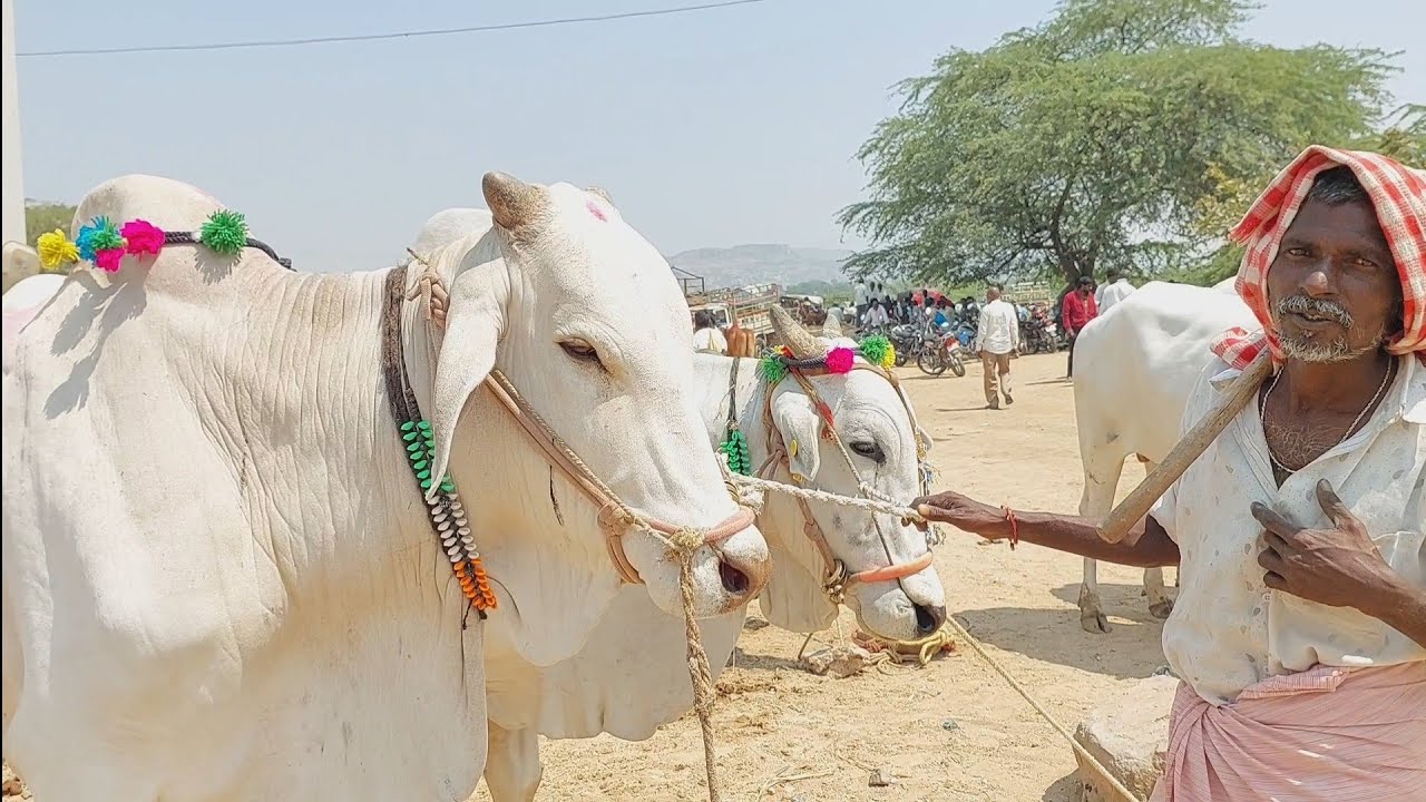 Oxen videos in Devarakadra market | Bulls market in Telangana | Ongole bulls ‎@purnafarms 