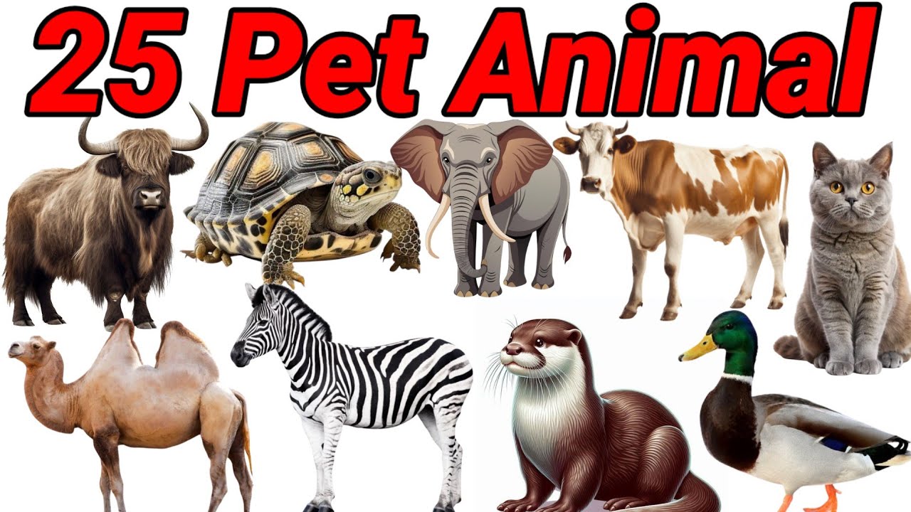 20 pet animals name In English and Hindi with sound | Fun Learning For Pre-School Childern| Animal 