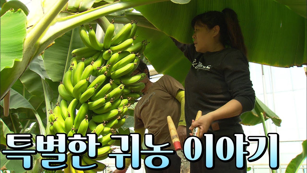 두 가족의 특별한 귀농 이야기 #바나나재배 #흑염소 [오매!전라도]