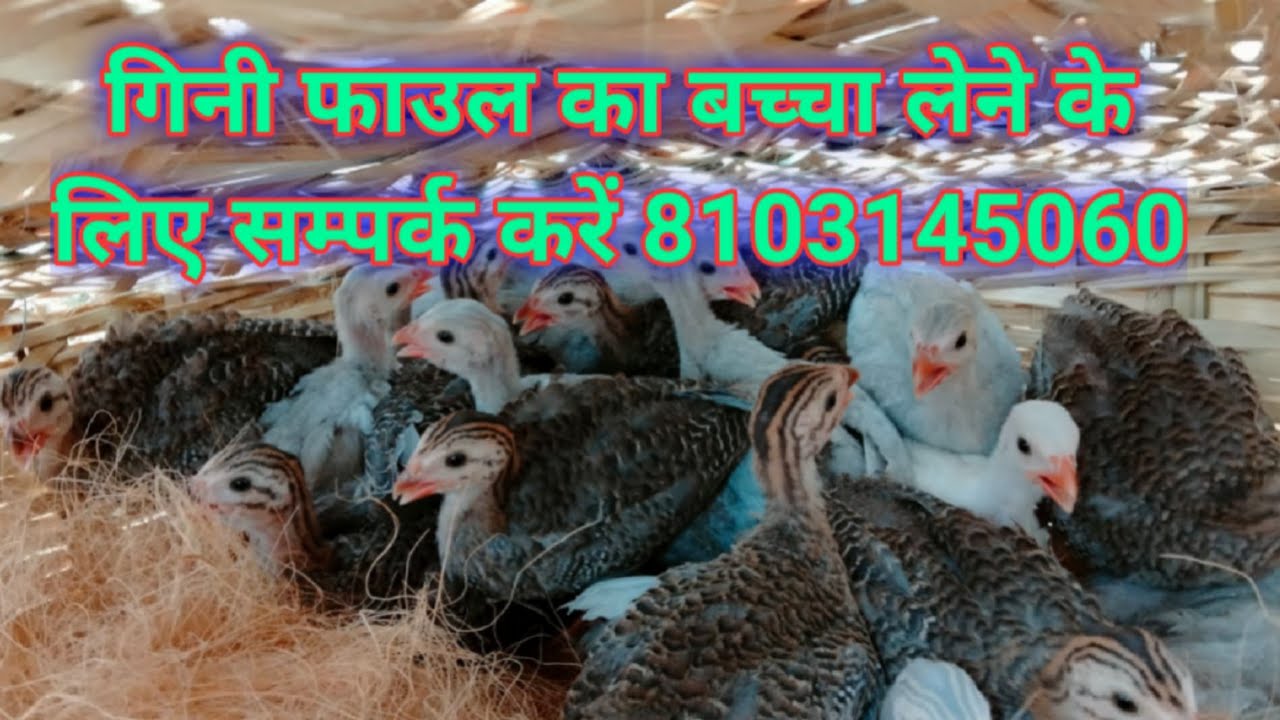 चीनी मुर्गी गिनी फाउल का बच्चा 1 दिन का बच्चा उपलब्ध है लेने के लिए संपर्क करें मध्यप्रदेश छिंदवाड़ा