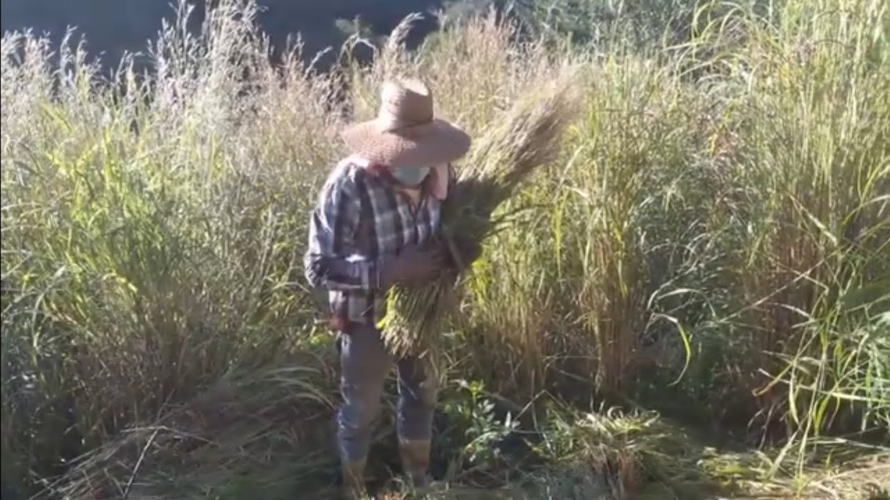COMO  COSECHAR  SEMILLA DE ANDROPON  O LLANERO ,CHITO