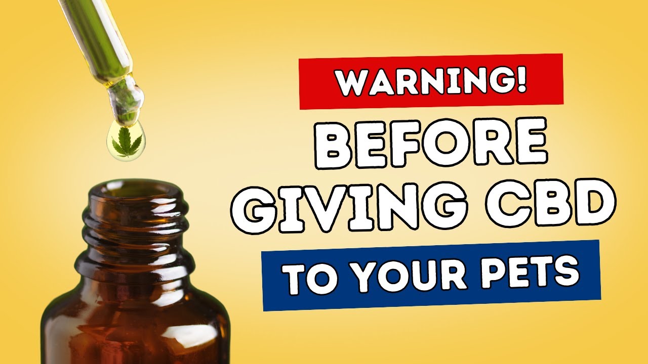 Before Giving CBD to Your Pets: Know This