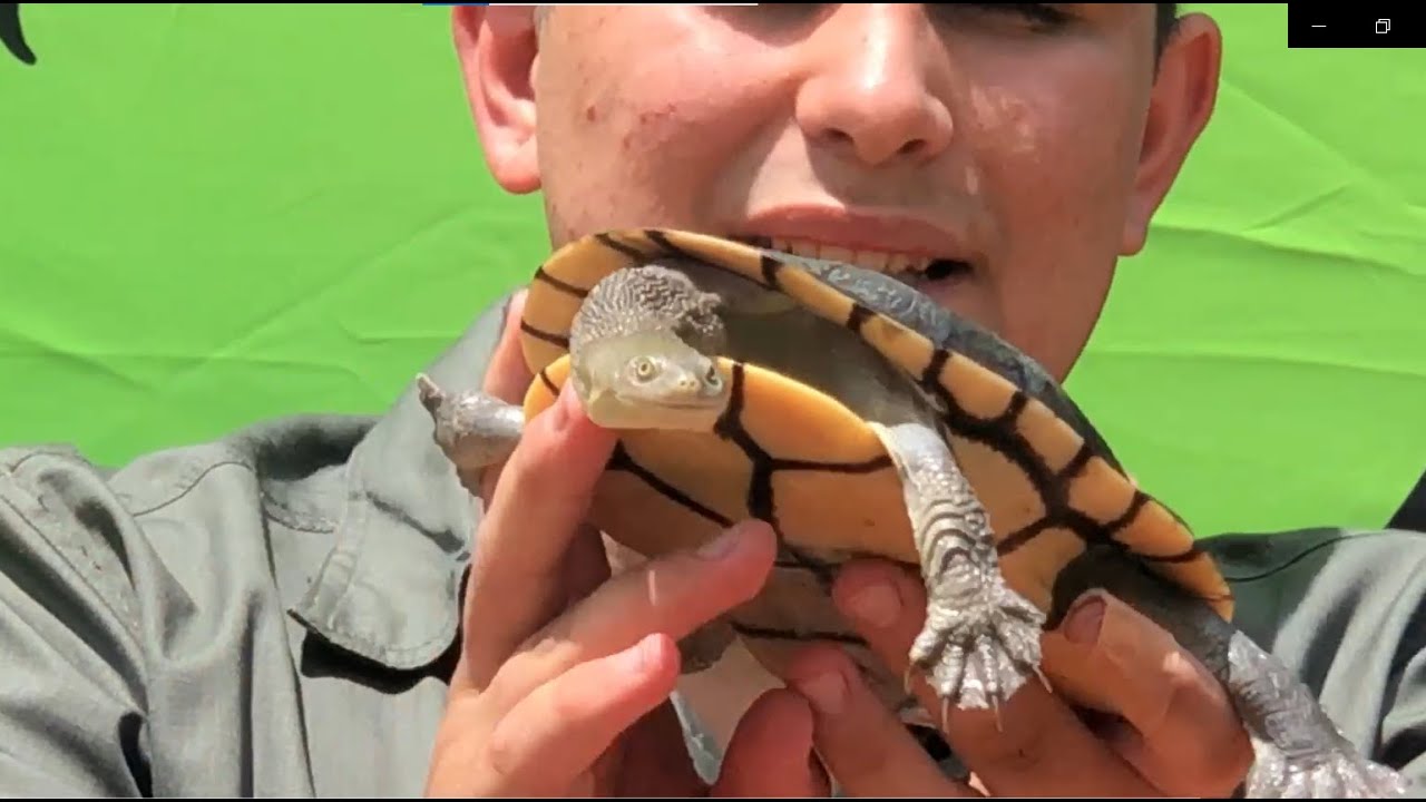 Eastern Long Neck Turtle