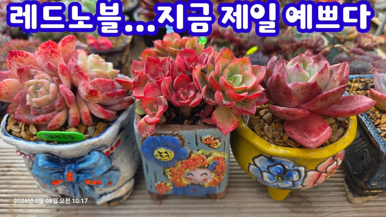 야뉴스 같은 다육이! 여름과 겨울이 극명하게 다른  레드노블~미워져서  다시 분갈이해요💕