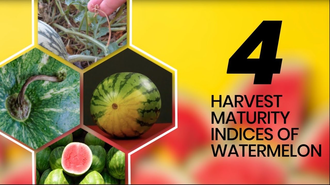 How to know if watermelon is ripe?
