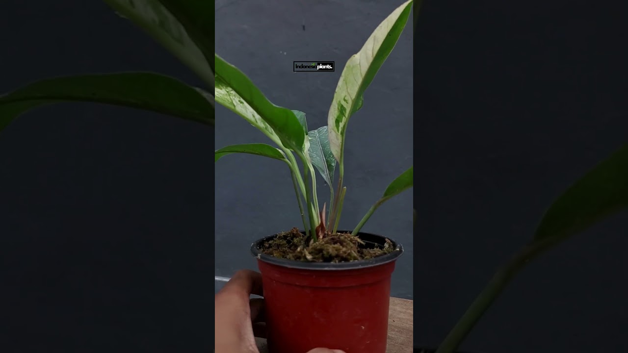 Anthurium Hookeri Variegated | Indonesiaplants.com | Tropical Houseplants