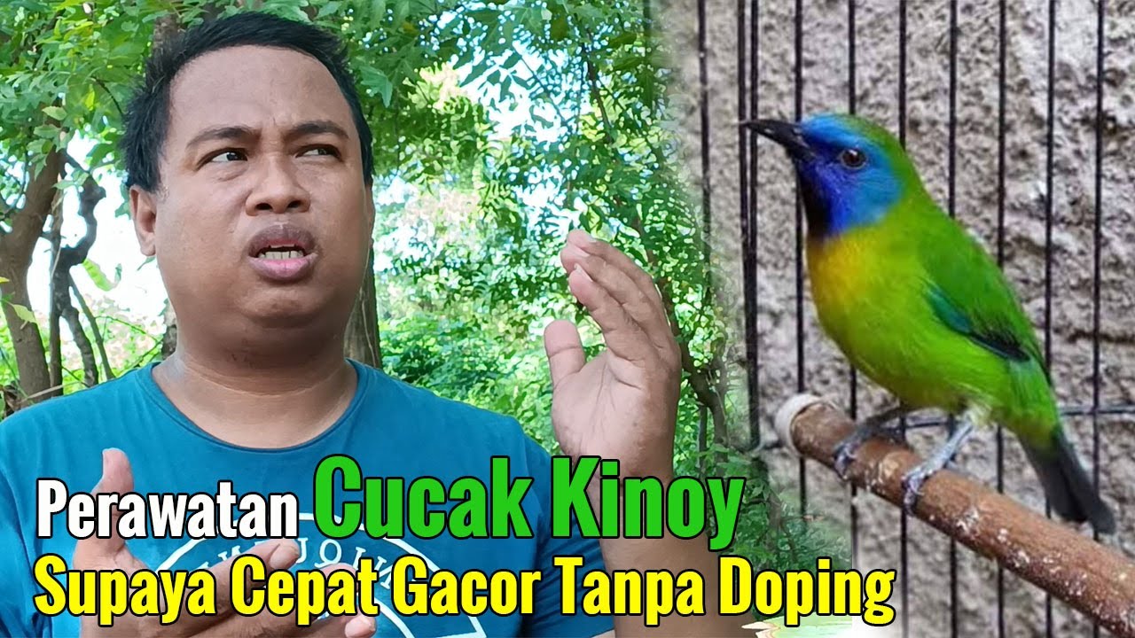 PERAWATAN CUCAK KINOY SUPAYA CEPAT GACOR || PERAWATAN HARIAN CUCAK KINOY SUPAYA RAJIN BUNYI