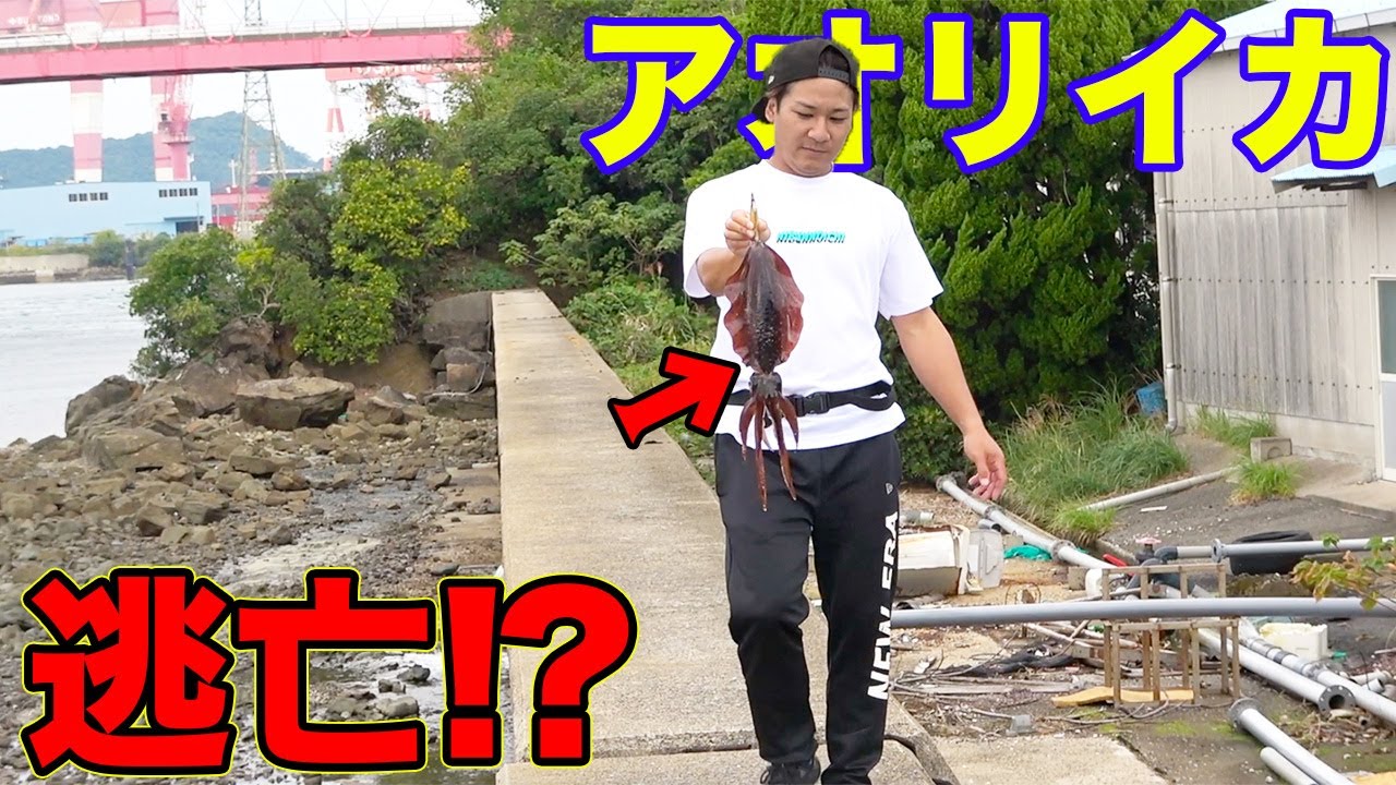 かかったイカが浅瀬で逃亡！？絶対に逃したくない男が焦るw