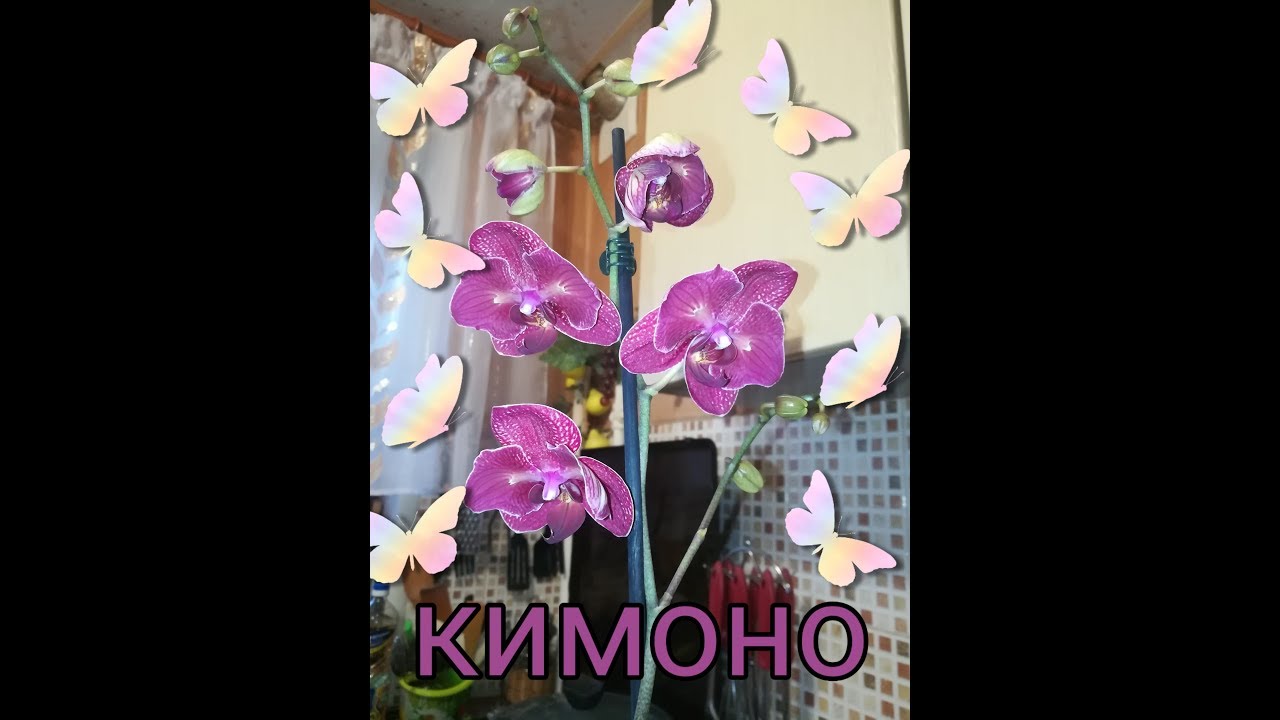 Орхидеи ♥️ Ураааа, восхитительная  бабочка Кимоно 🌸