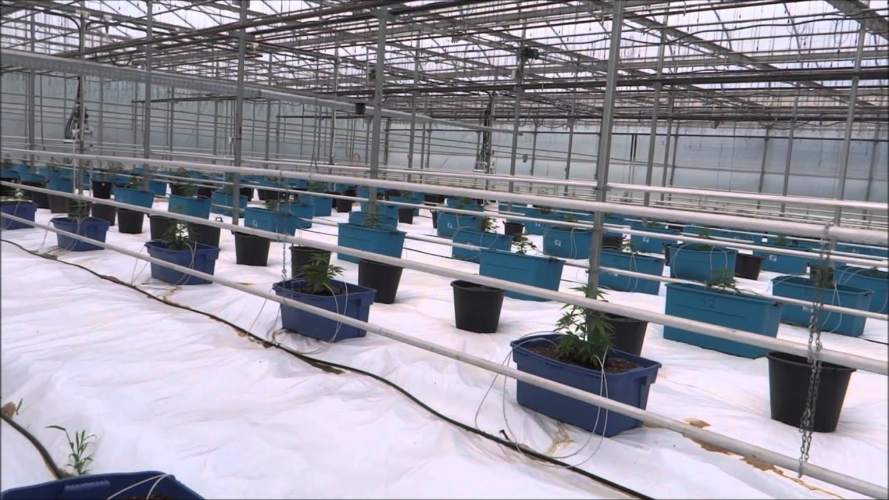 Niagara seeds bank visita de medical seeds...