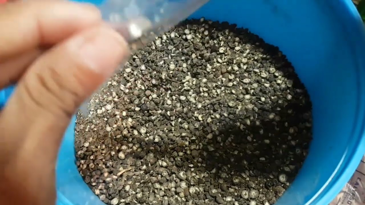 Repack Ng Paminta Tubo ko Sa pag repack at mga ginagamit. at diskarte sa pag rerepack para mapabilis