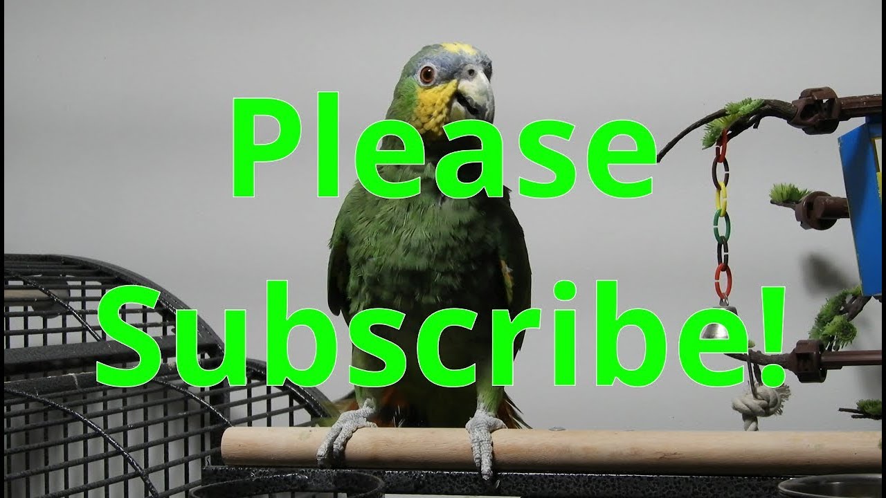 Gabby the Orange Winged Amazon Parrot begging for subscribers