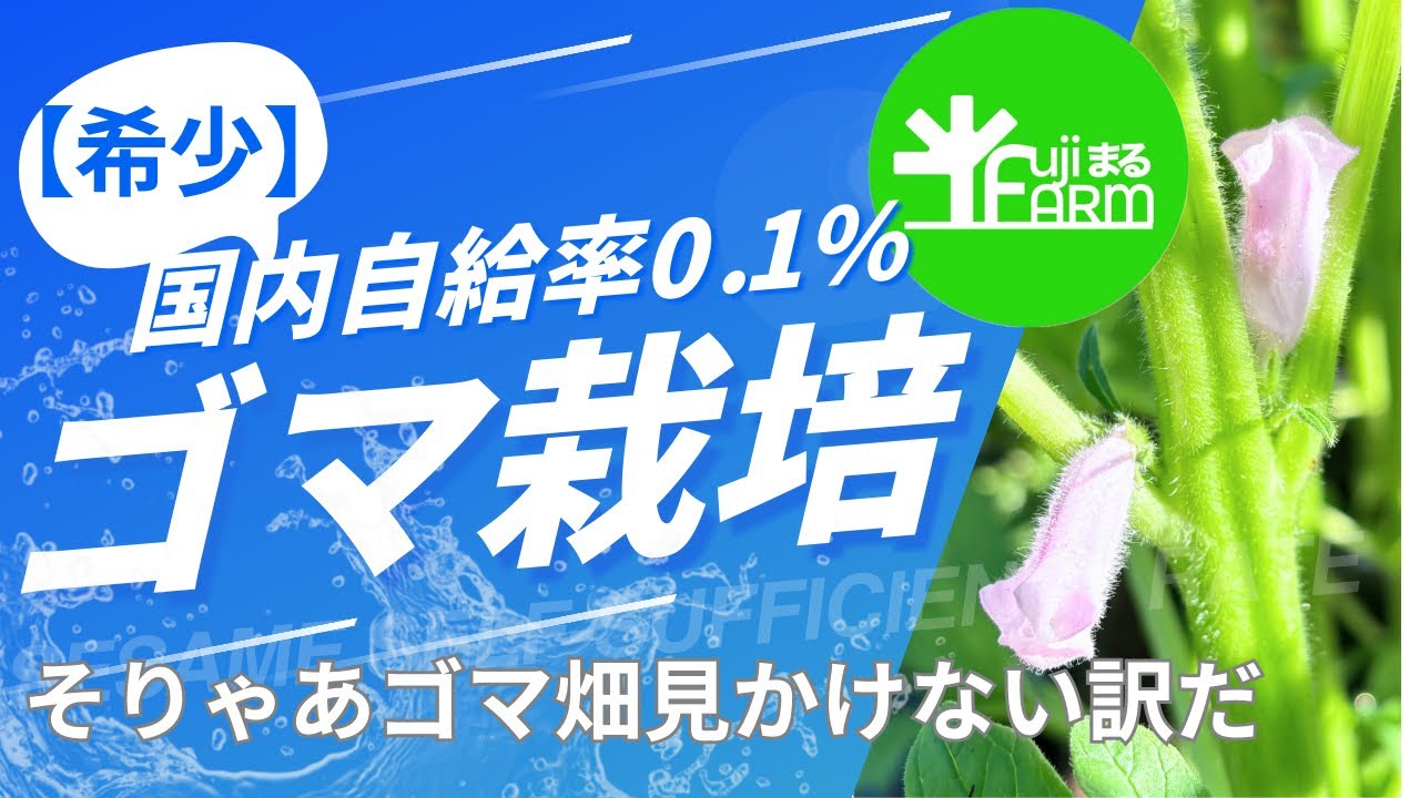 【希少‼︎】ゴマ栽培、房の中を見てみよう！